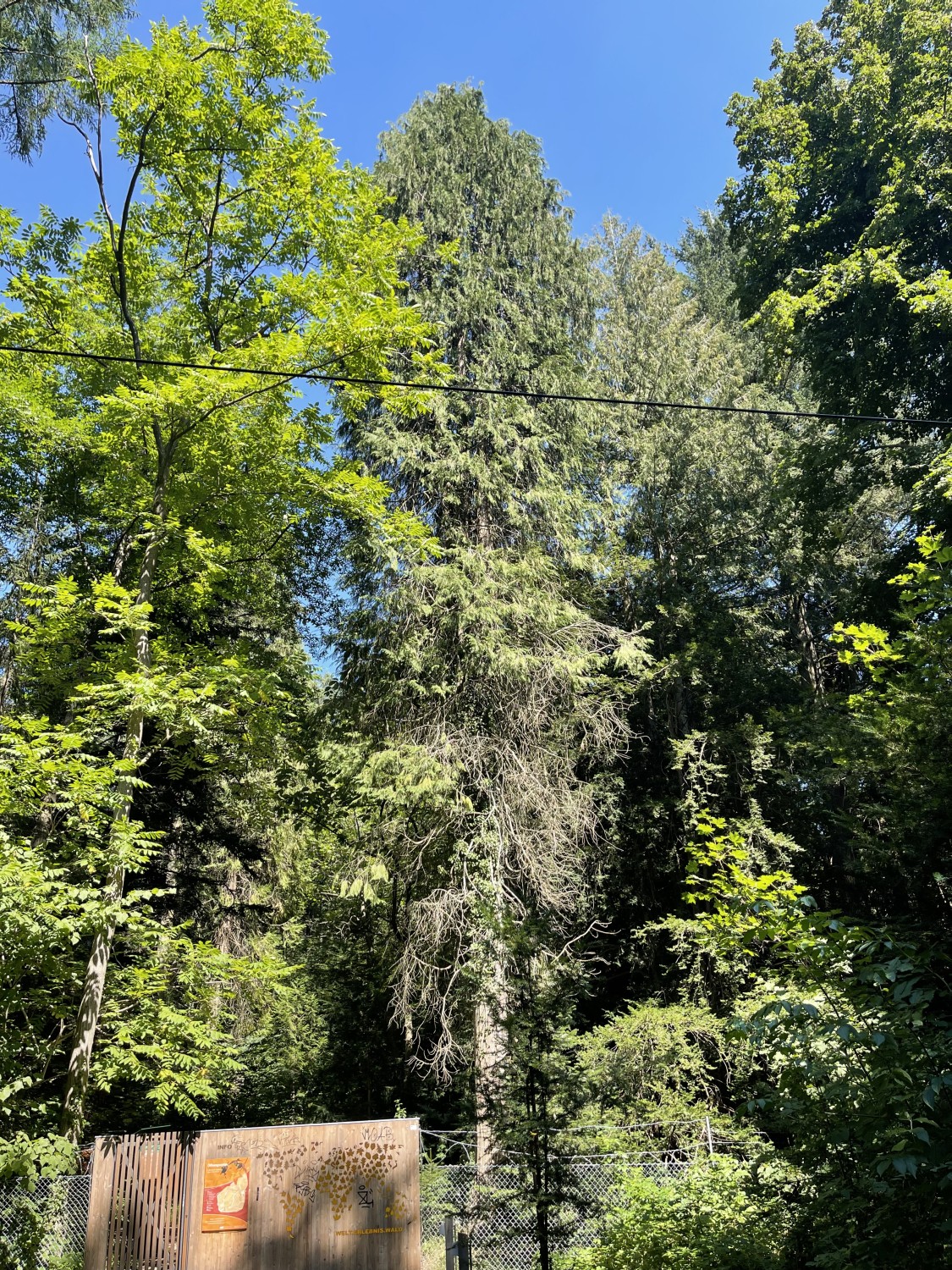 Chamaecyparis lawsoniana