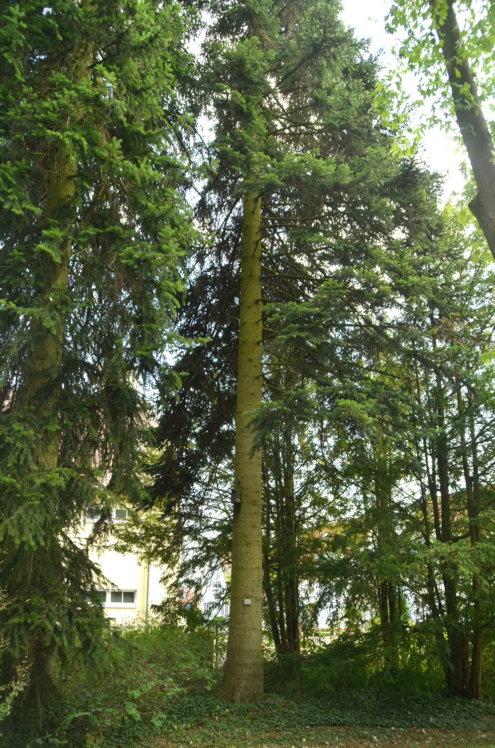 Abies cilicica - Stuttgart-Hohenheim - Sept. 2023