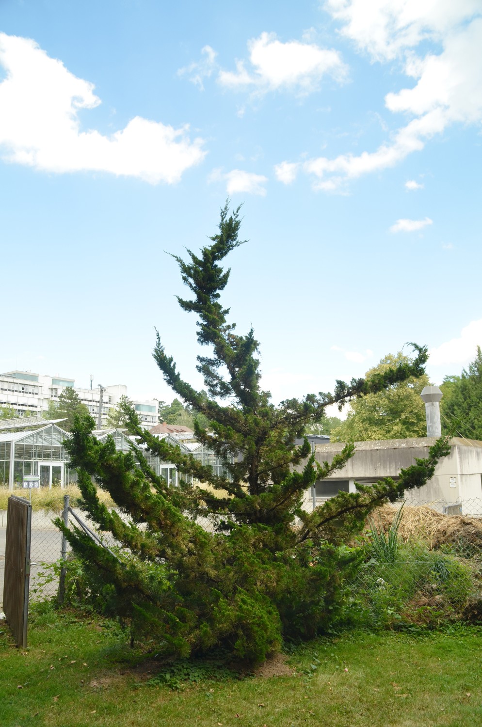 'Kaizuka' chinensis Juniperus