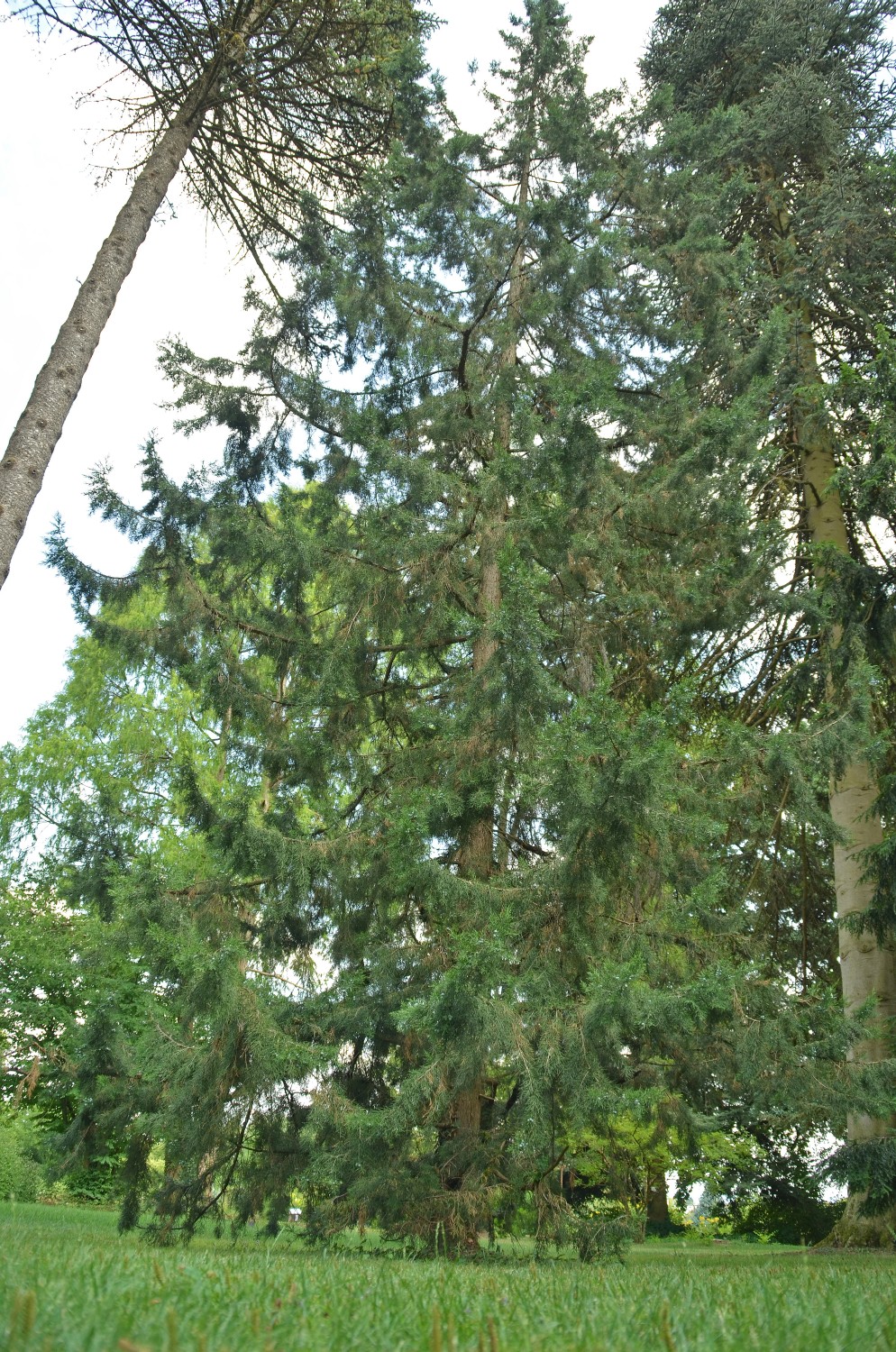 'Keteleeri' chinensis Juniperus