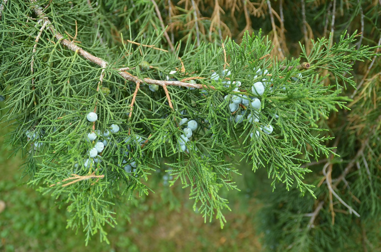 Juniperus chinensis 'Keteleeri' - Stuttgart-Hohenheim - 2022