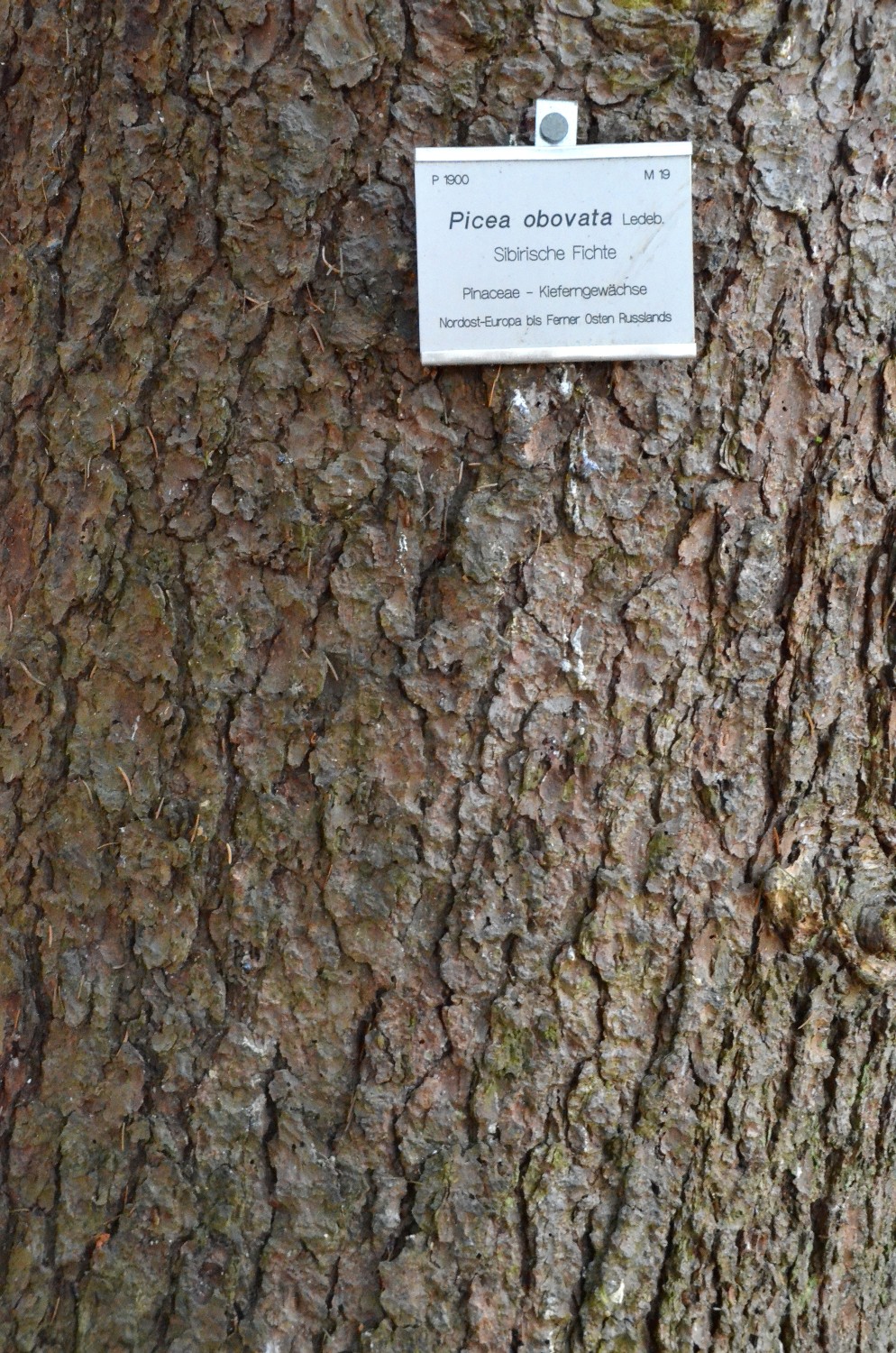 Picea obovata - Stuttgart-Hohenheim - 2021