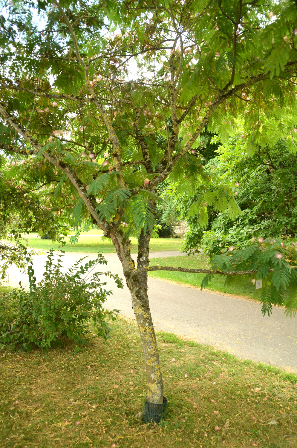 'Ombrella' Albizia julibrissin