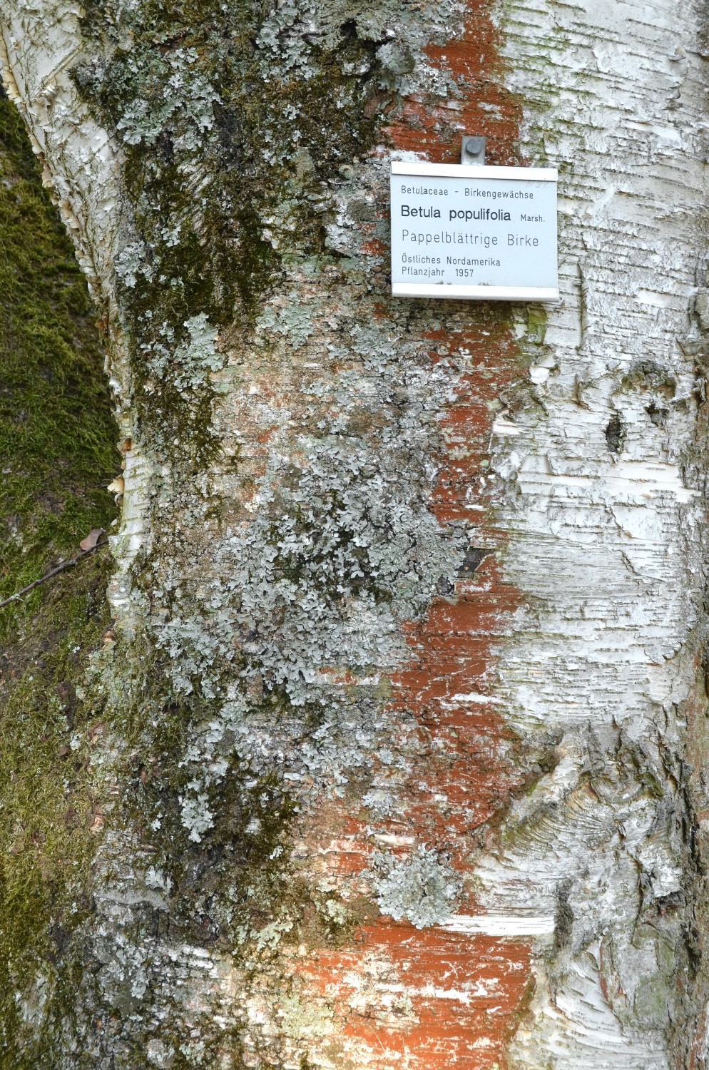 Betula populifolia - Stuttgart-Hohenheim - 2021