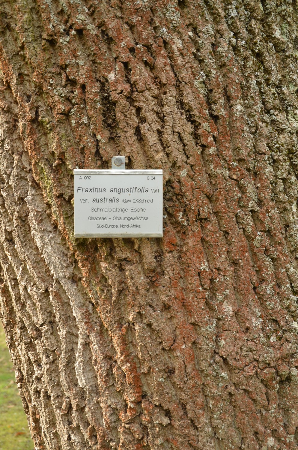 angustifolia Fraxinus var. australis
