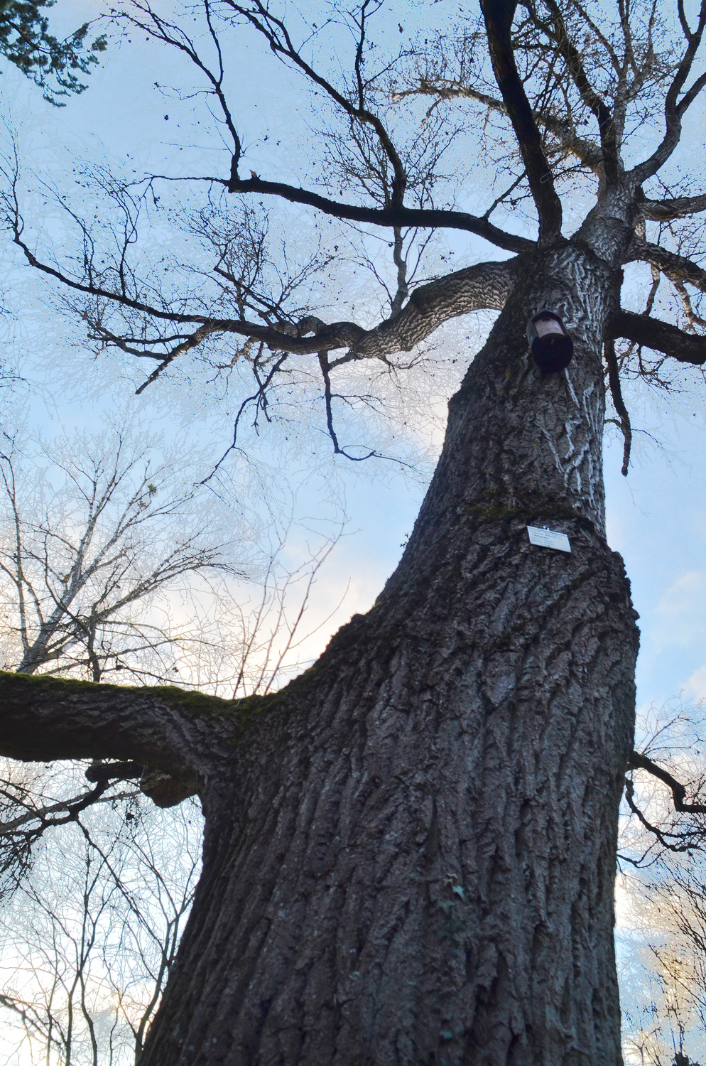 'Fastigiata' Populus simonii