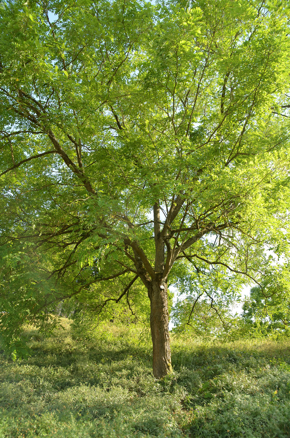 'Casque Rouge' × margaretta Robinia