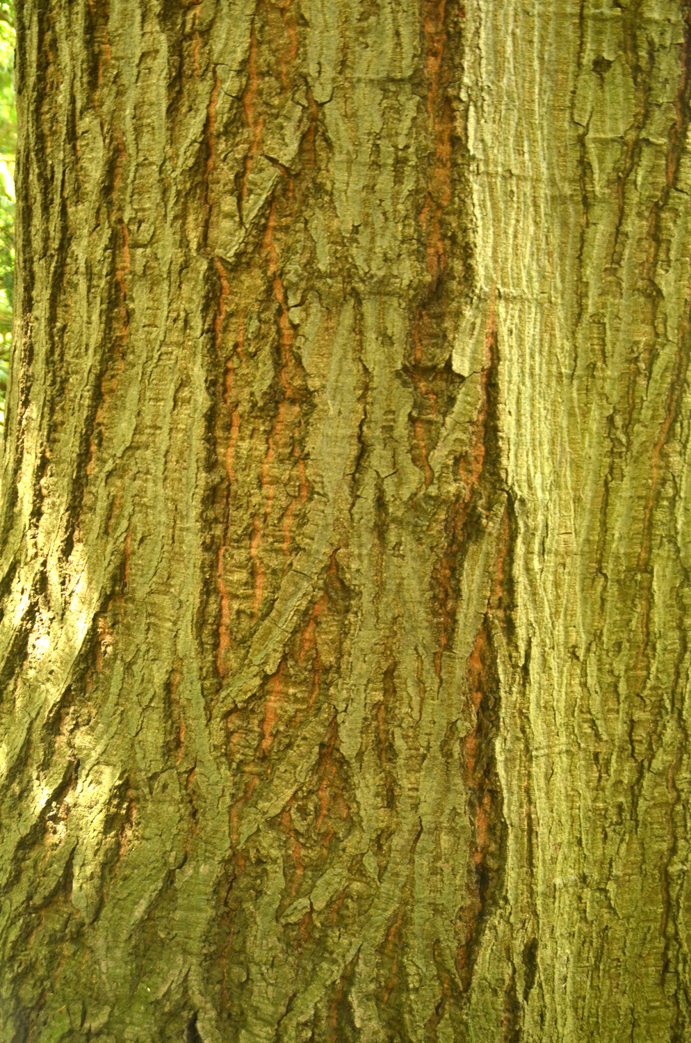 Quercus velutina
