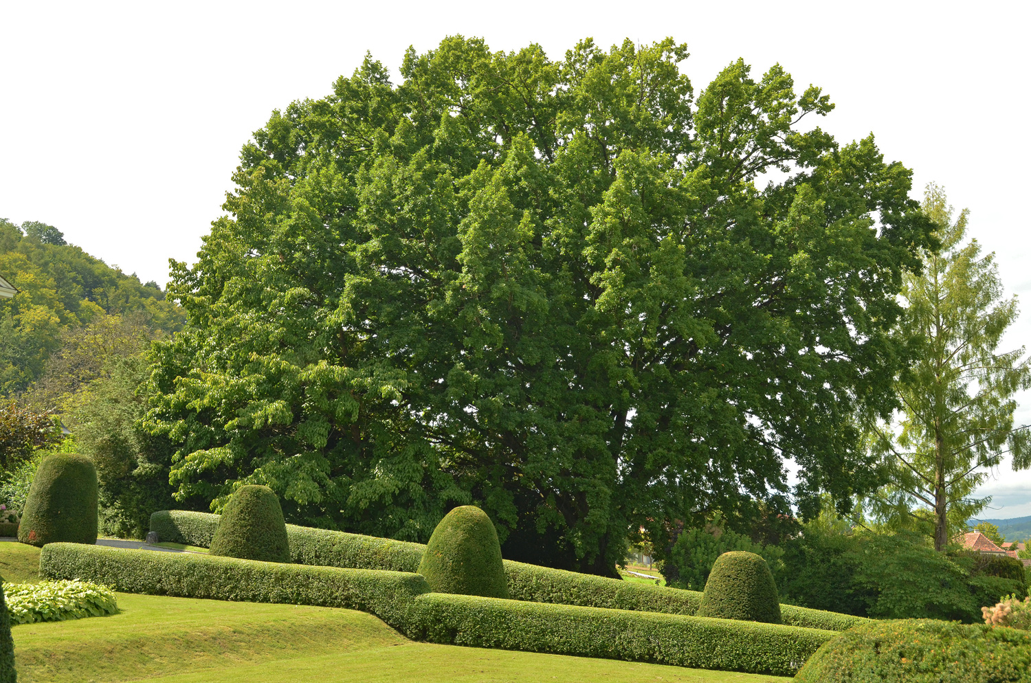 Fastigiata-Gruppe Quercus robur
