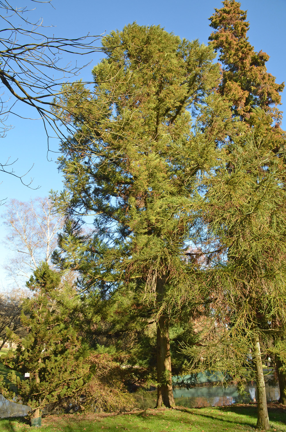 'Pyramidata' Cryptomeria japonica