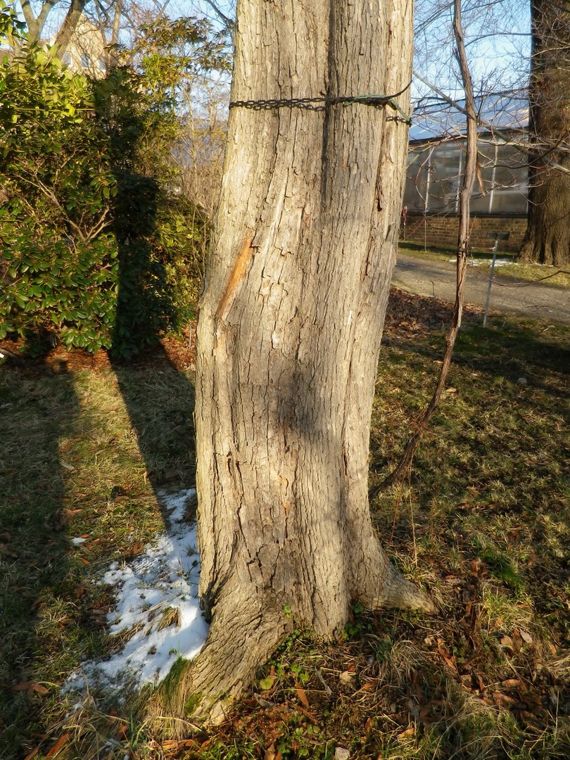 Acer miyabei - Dresden - Februar 2013