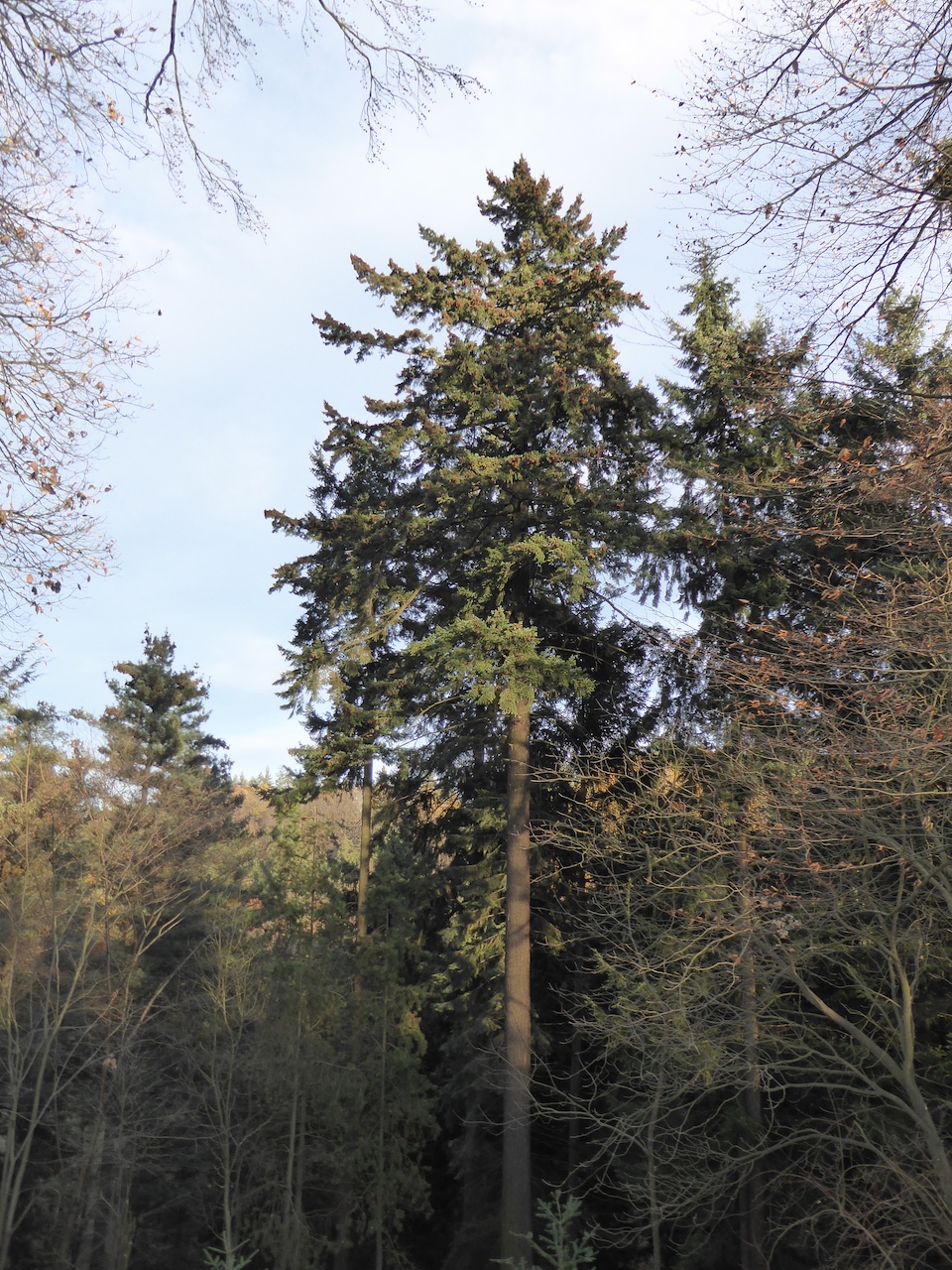 menziesii Pseudotsuga var. menziesii