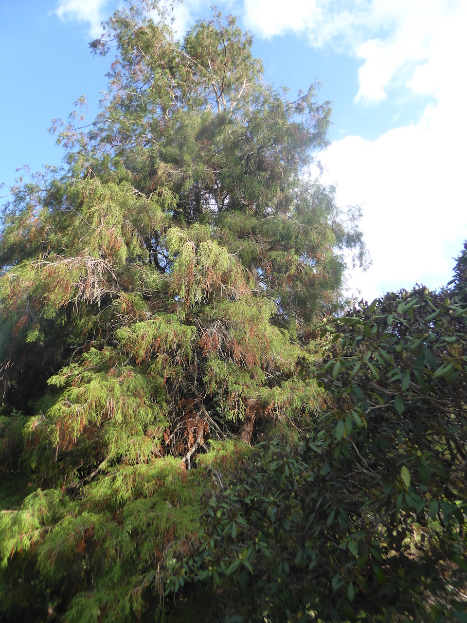 'Filifera Aurea' Chamaecyparis pisifera