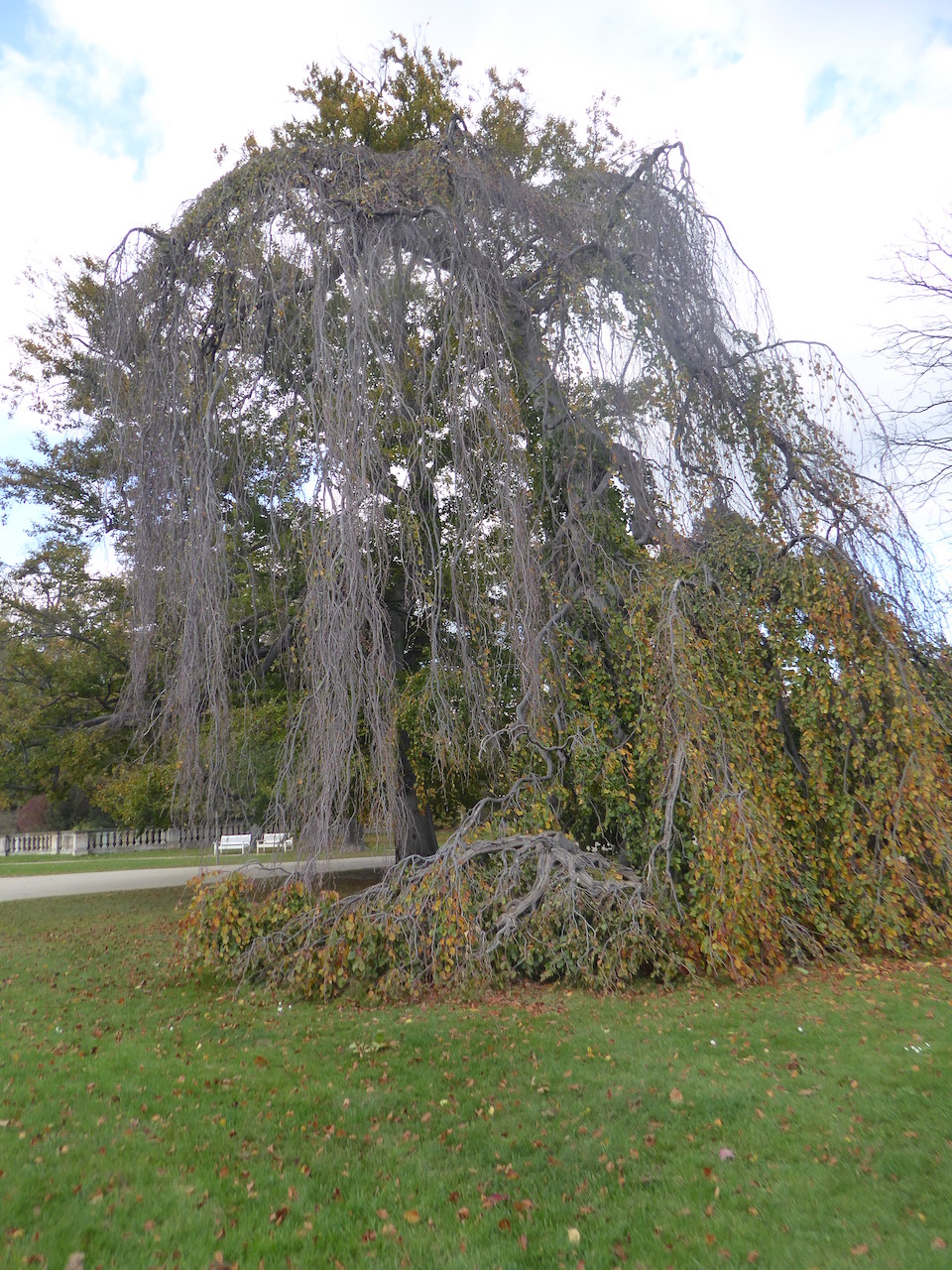 'Pendula' Fagus sylvatica