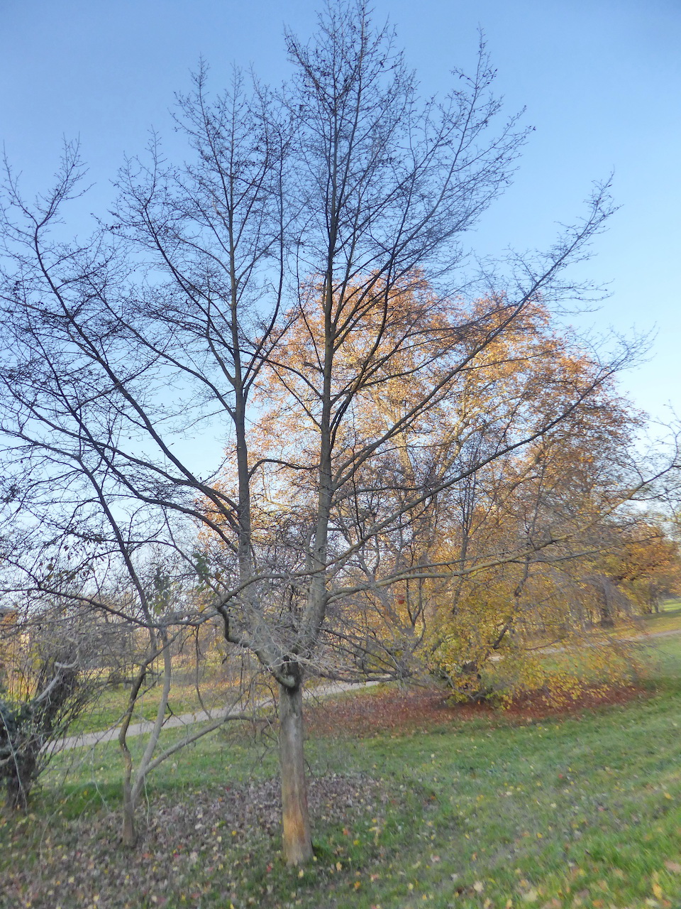 kobus Magnolia var. borealis