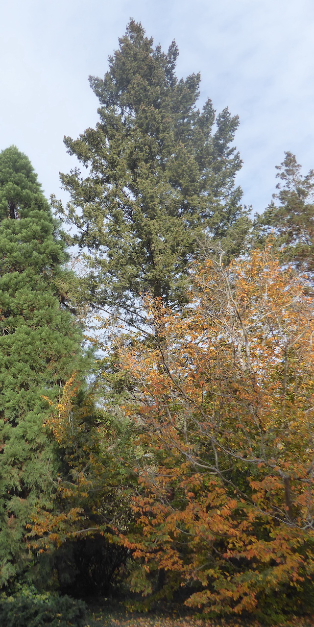 'Fastigiata' menziesii Pseudotsuga