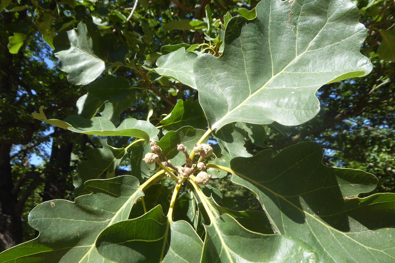 Quercus x rosacea - Dresden - 2022