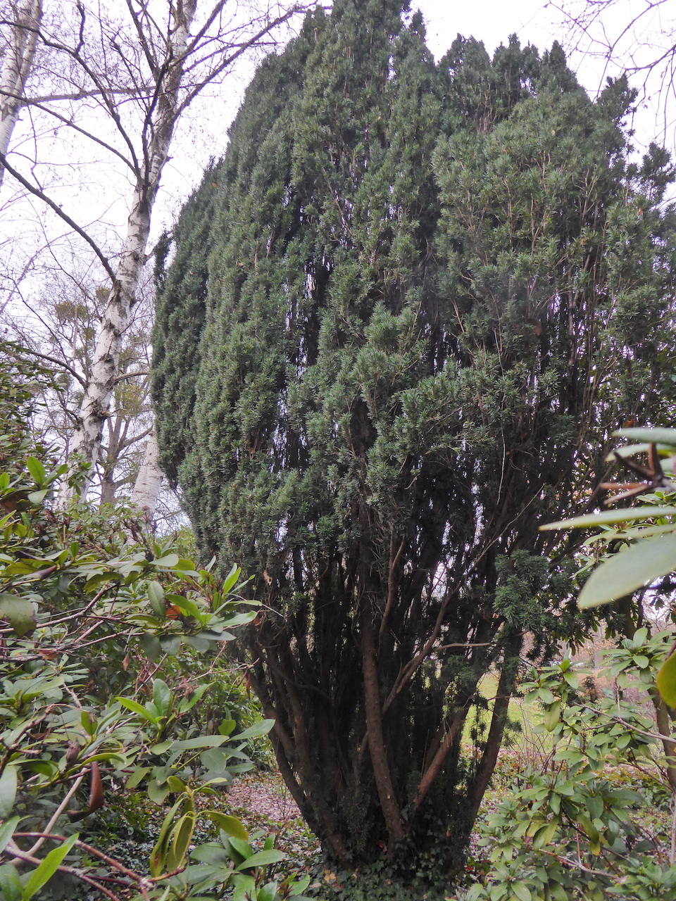 'Fastigiata' baccata Taxus