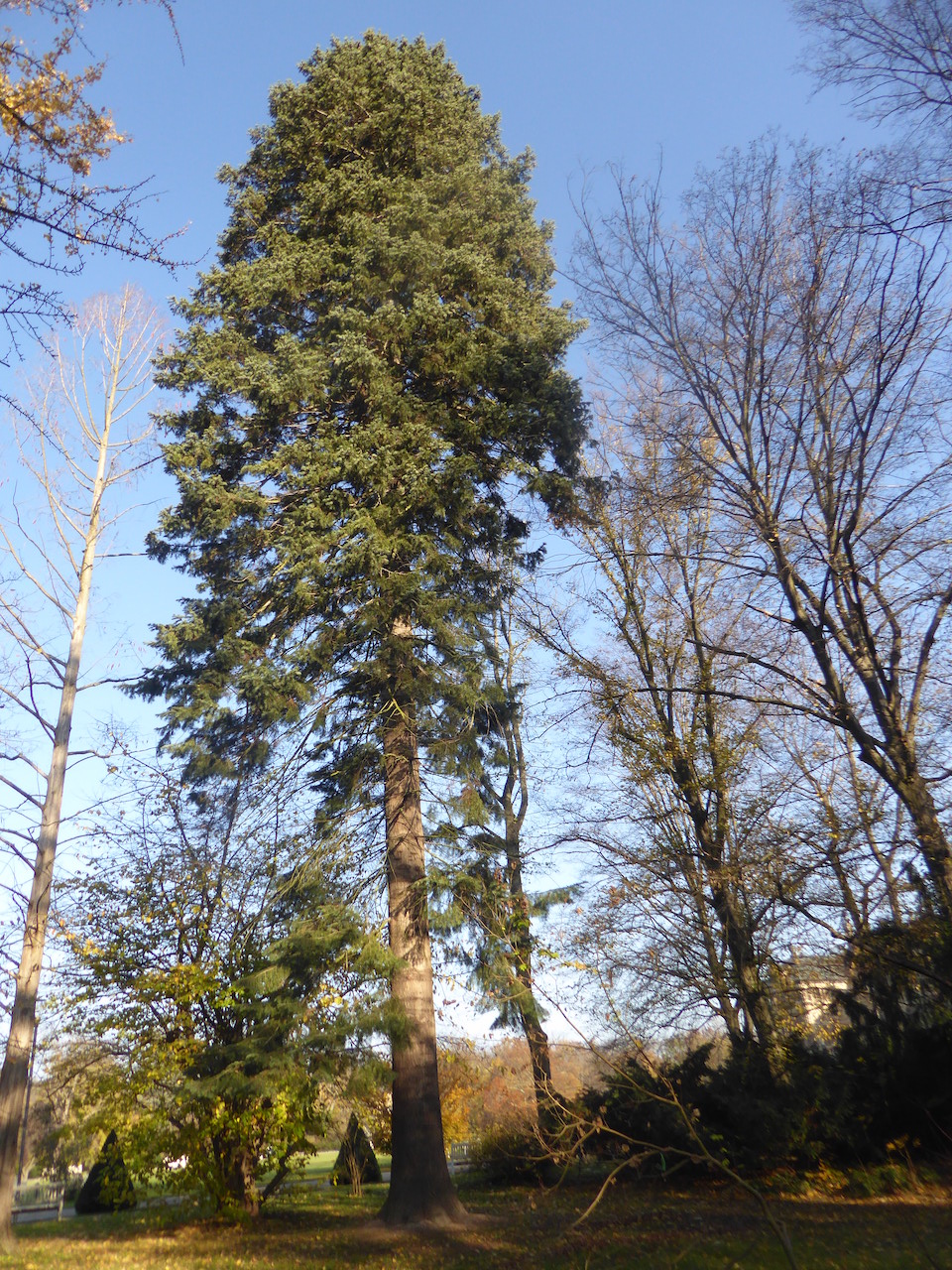 Abies concolor var. lowiana