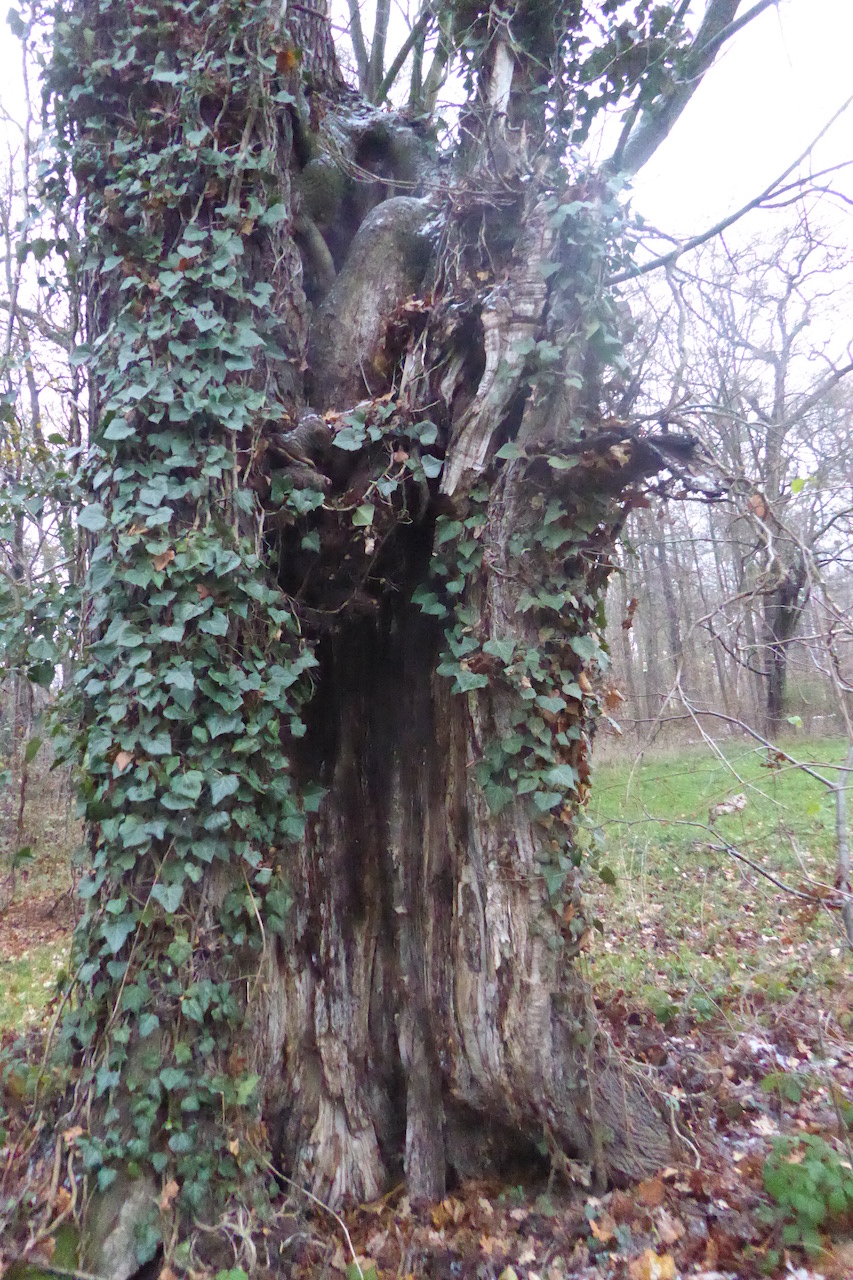 Acer platanoides - Dresden - 2022