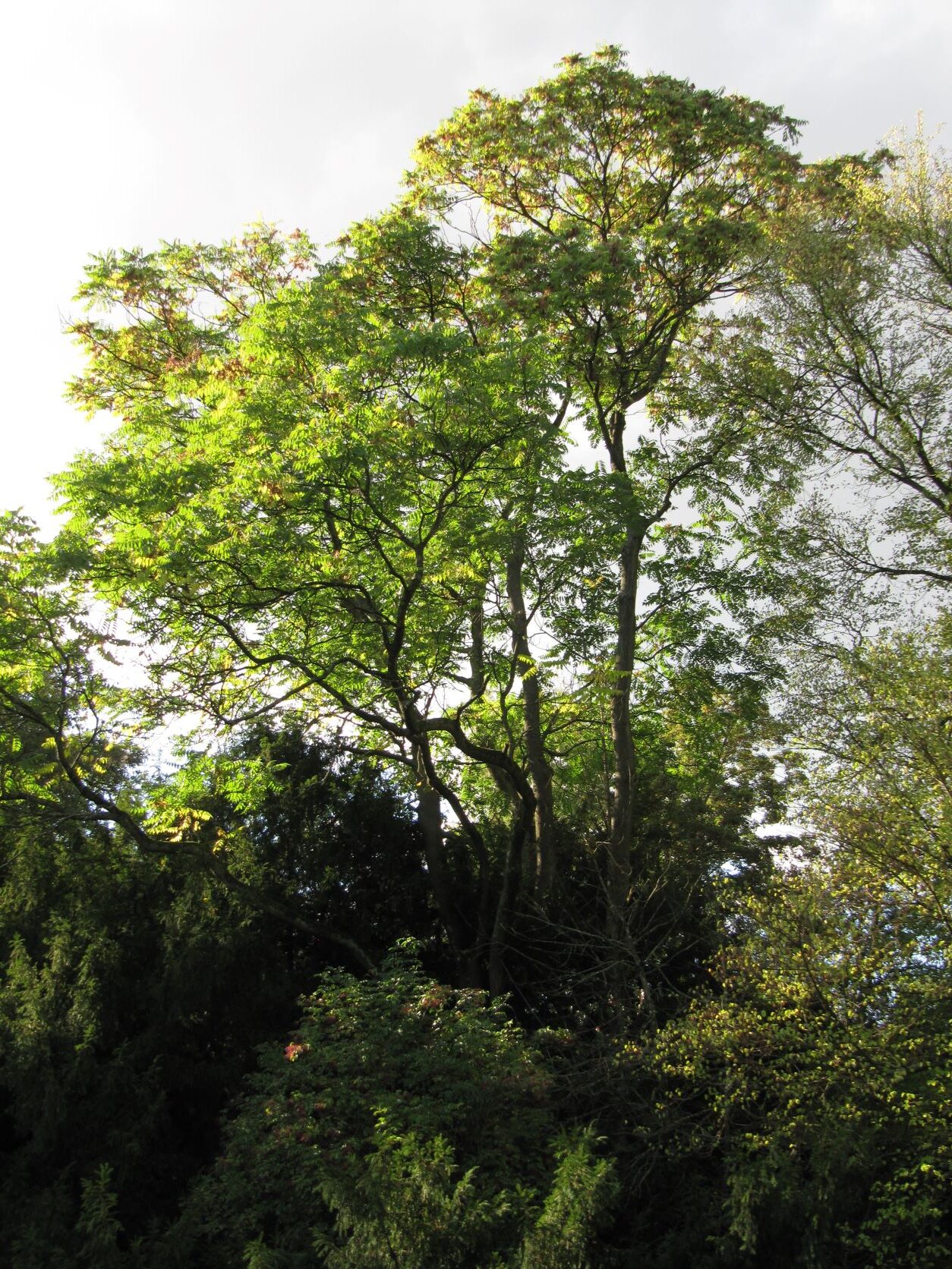 Ailanthus altissima