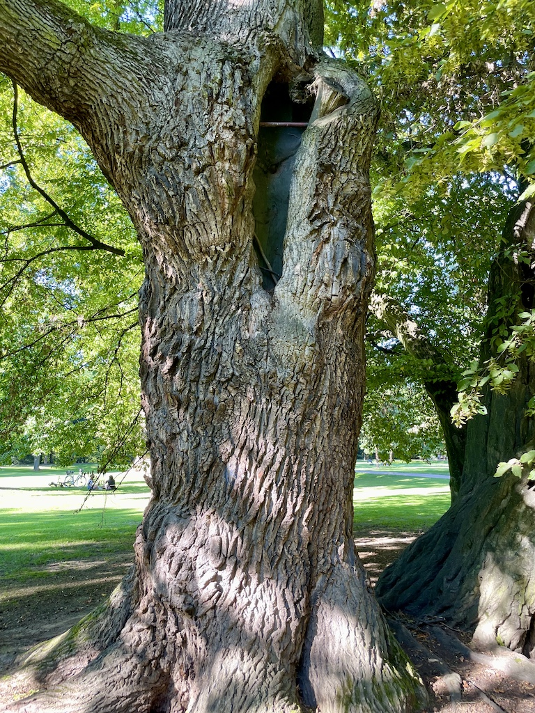Quercus robur - Frankfurt am Man - September 2023
