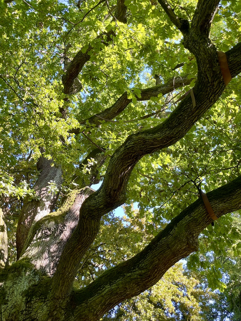 Quercus robur - Frankfurt am Man - September 2023