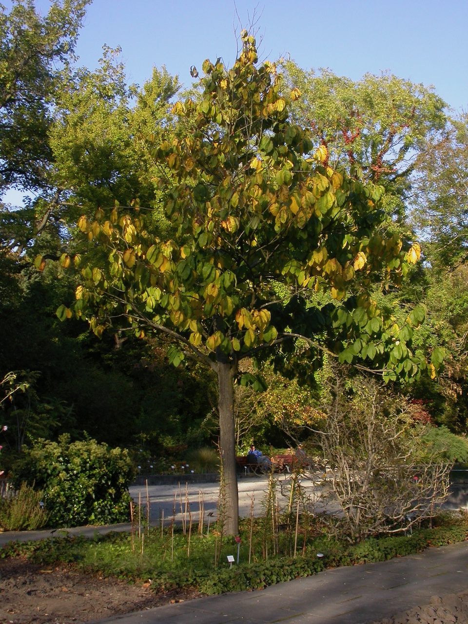 Asimina triloba