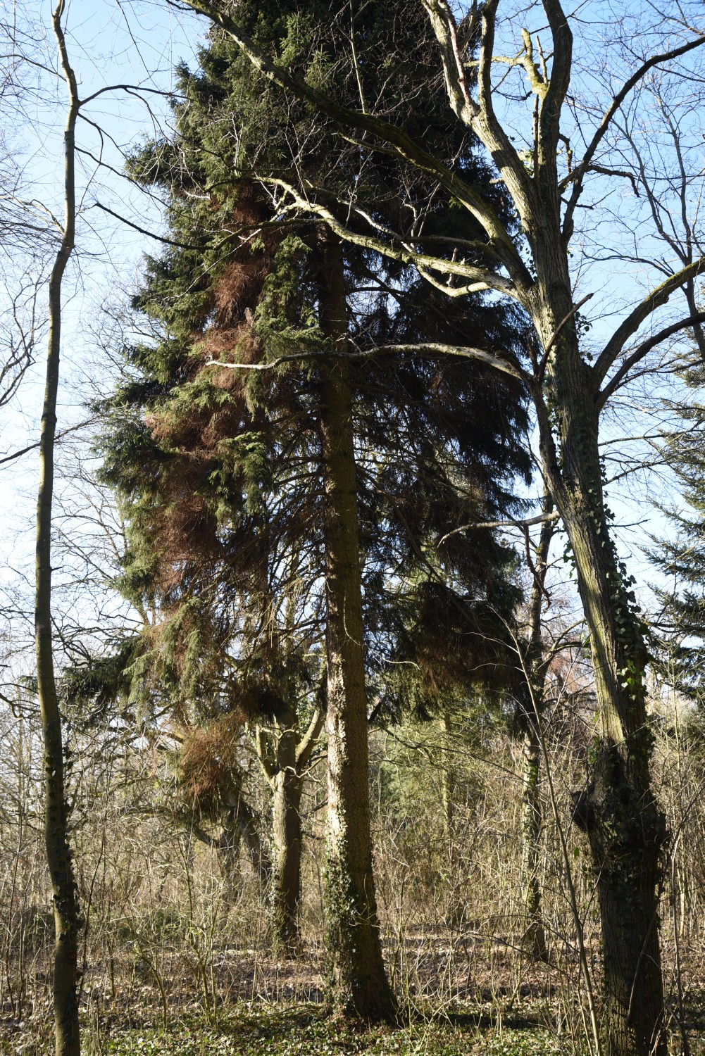 Picea orientalis - Neetzow - 2019