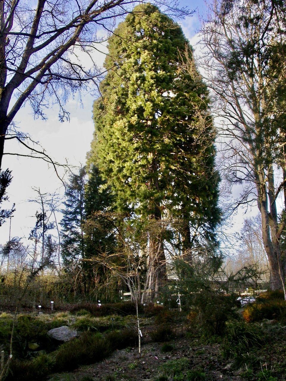 giganteum Sequoiadendron