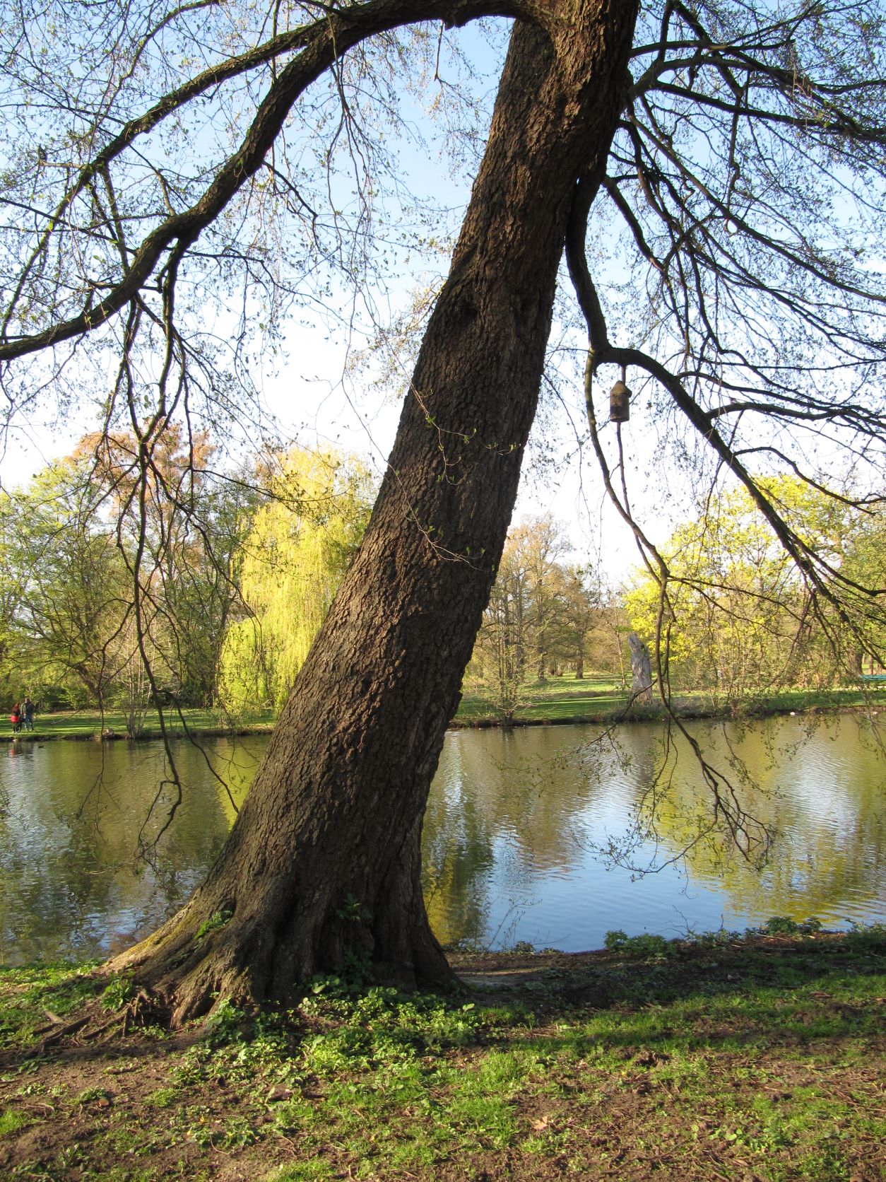 Alnus glutinosa - Georgengarten - April 2022