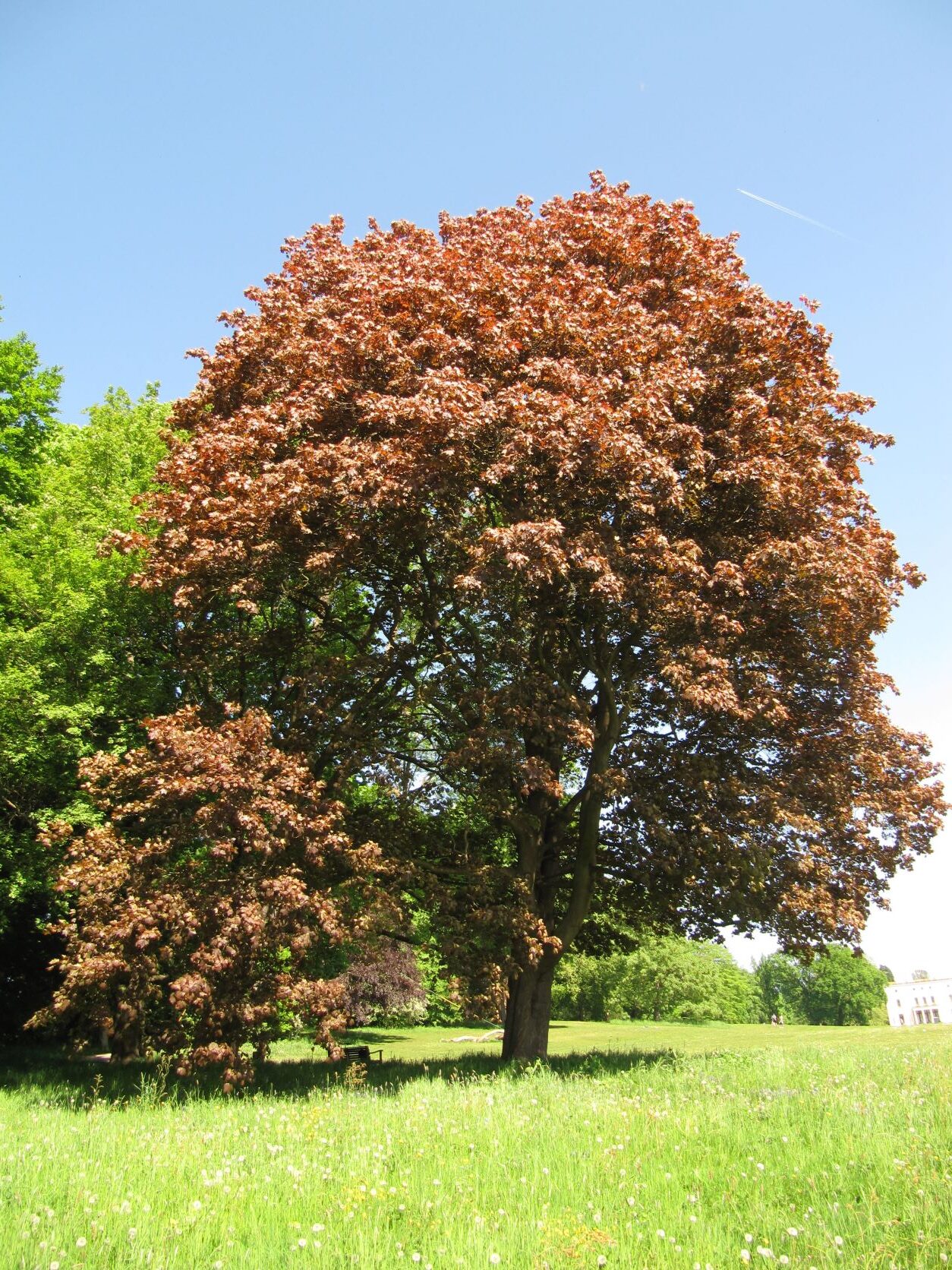 'Schwedleri' Acer platanoides