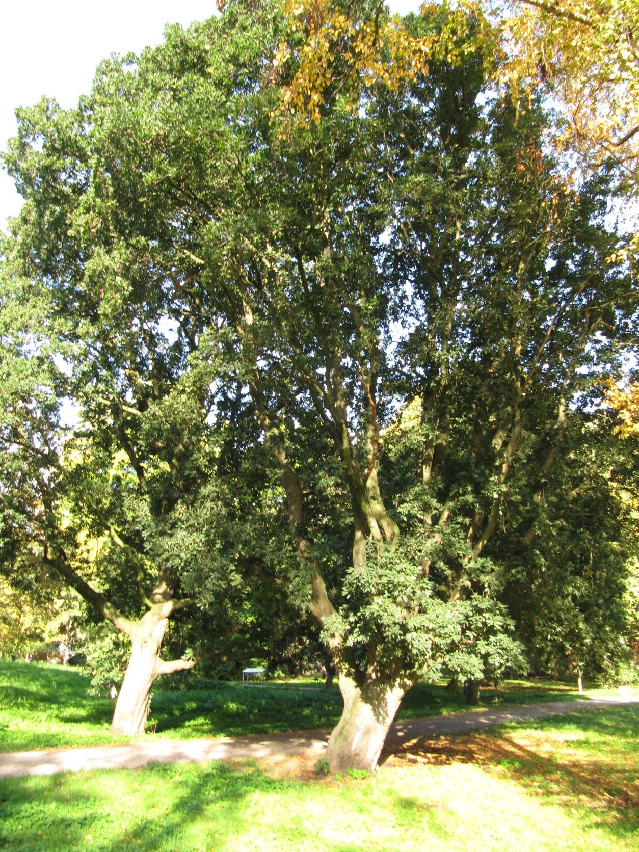 'Pseudoturneri' × turneri Quercus