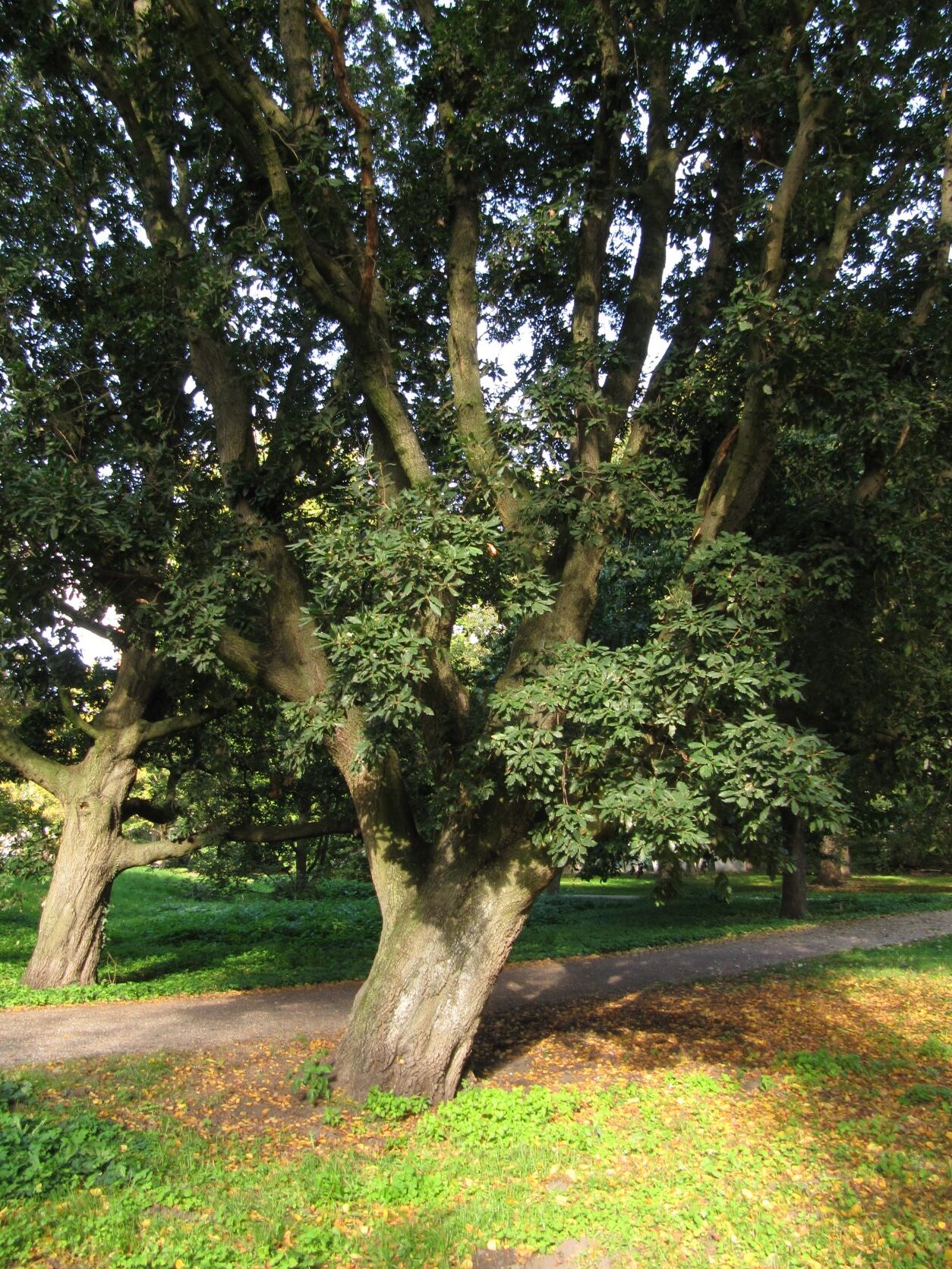Quercus x turneri 'Pseudoturneri' - Welfengarten - Oktober 2022
