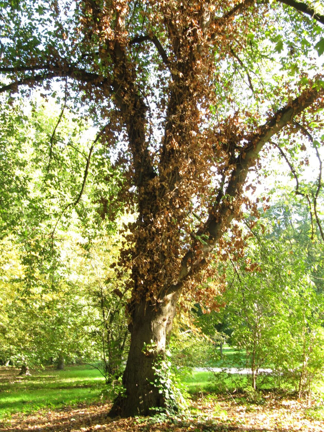 Prunus padus - Welfengarten - Oktober 2022