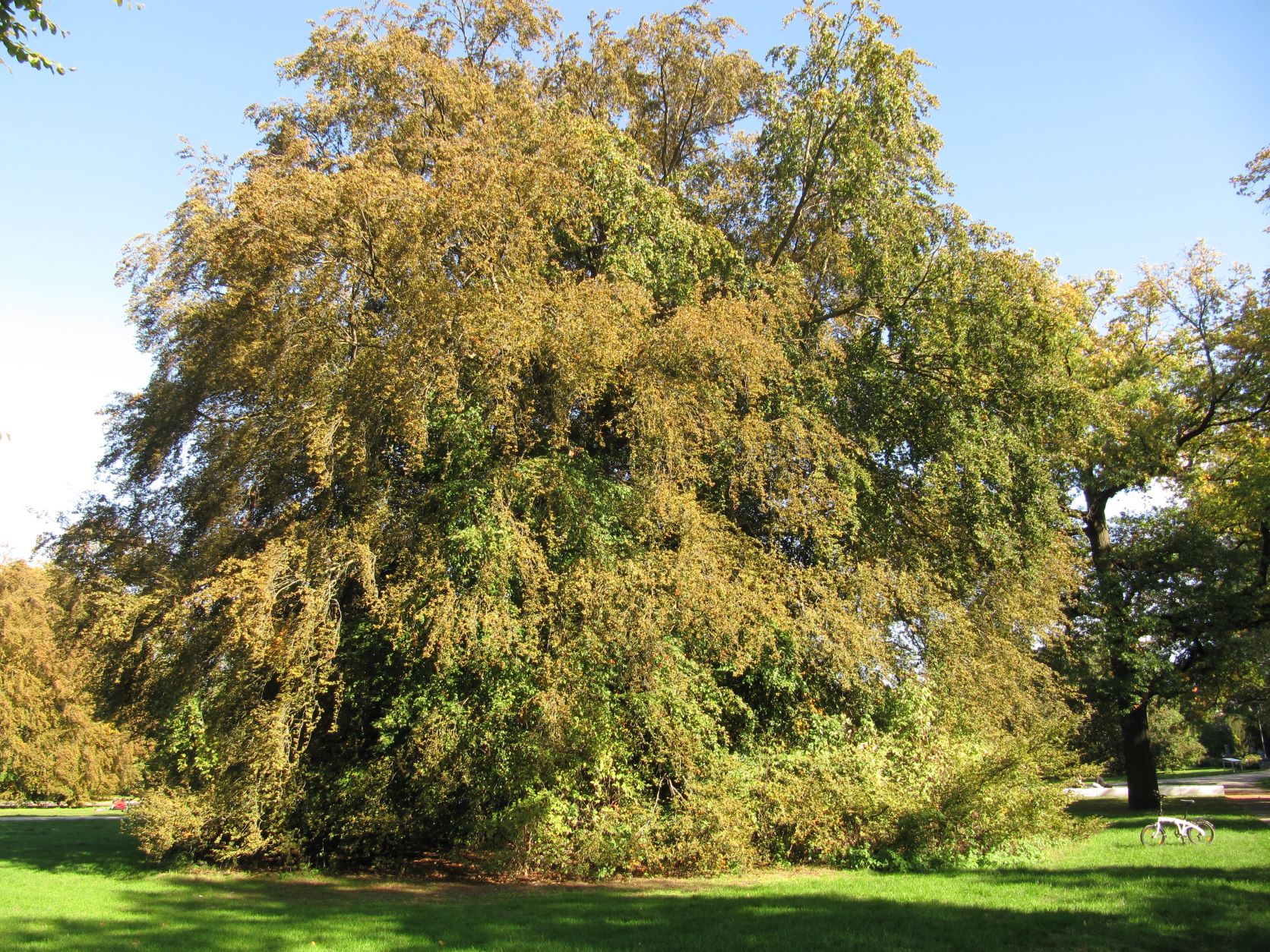 'Albovariegata' Fagus sylvatica