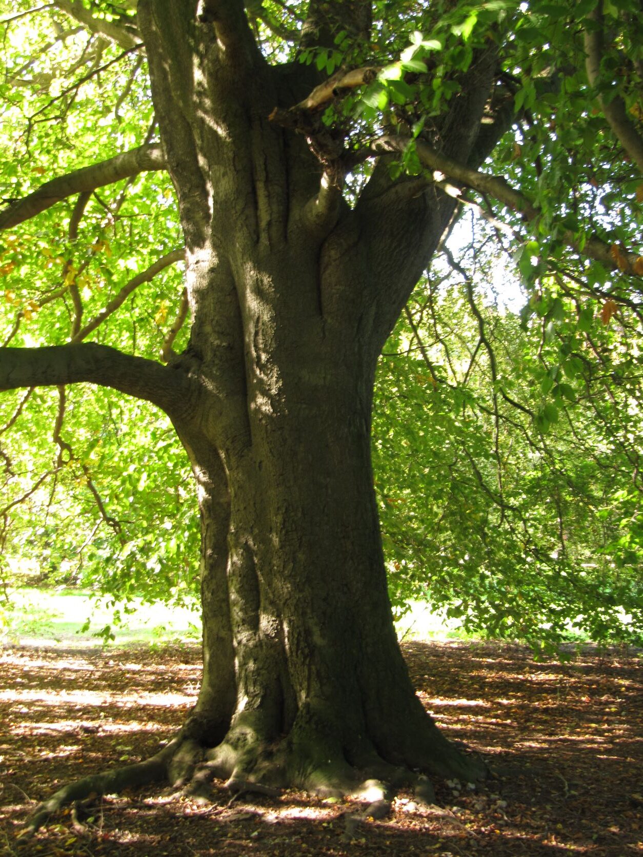 Fagus sylvatica 'Luteovariegata' - Welfengarten Hannover - Oktober 2022