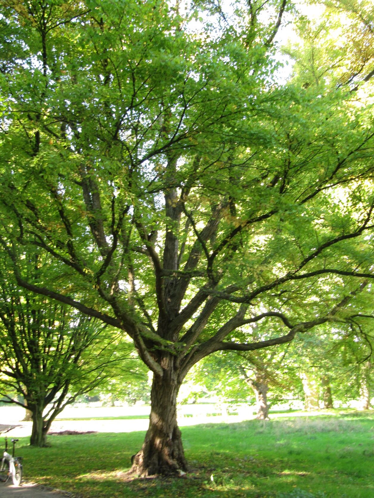 Cercidiphyllum japonicum