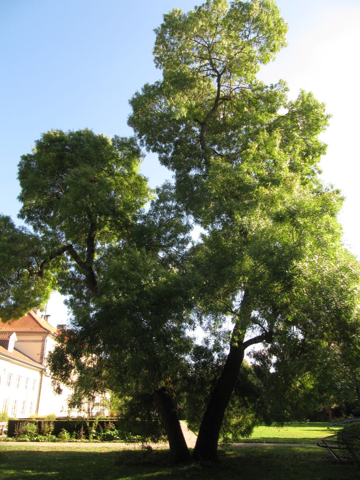 angustifolia Fraxinus