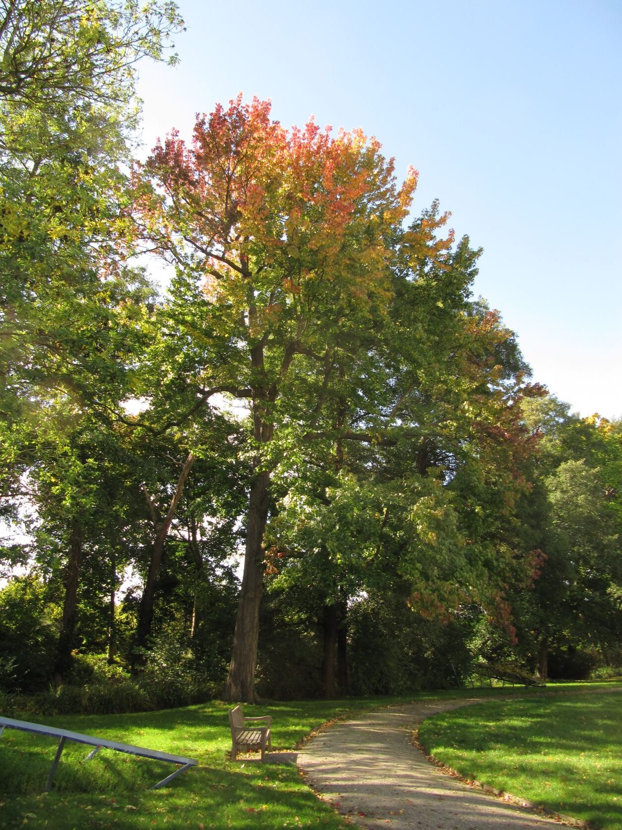 Liquidambar styraciflua