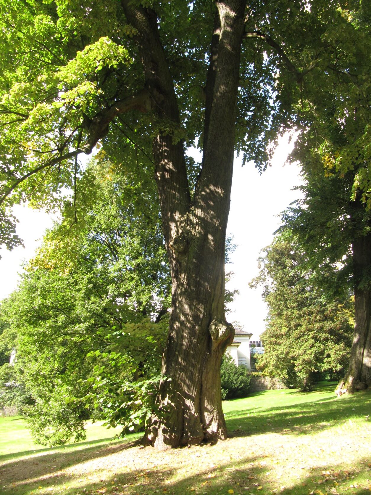 Tilia tomentosa - Stadtpark Bochum - Sept.2022