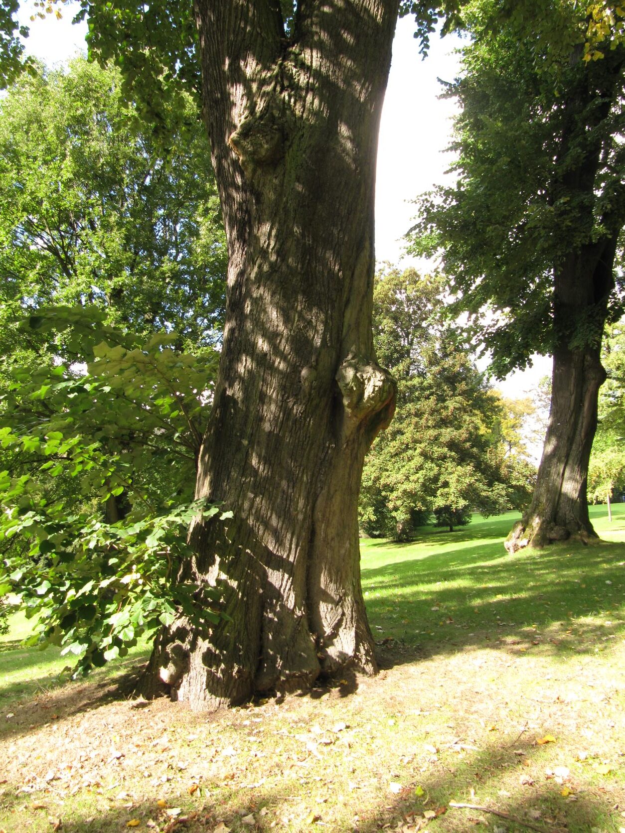 Tilia tomentosa - Stadtpark Bochum - Sept.2022