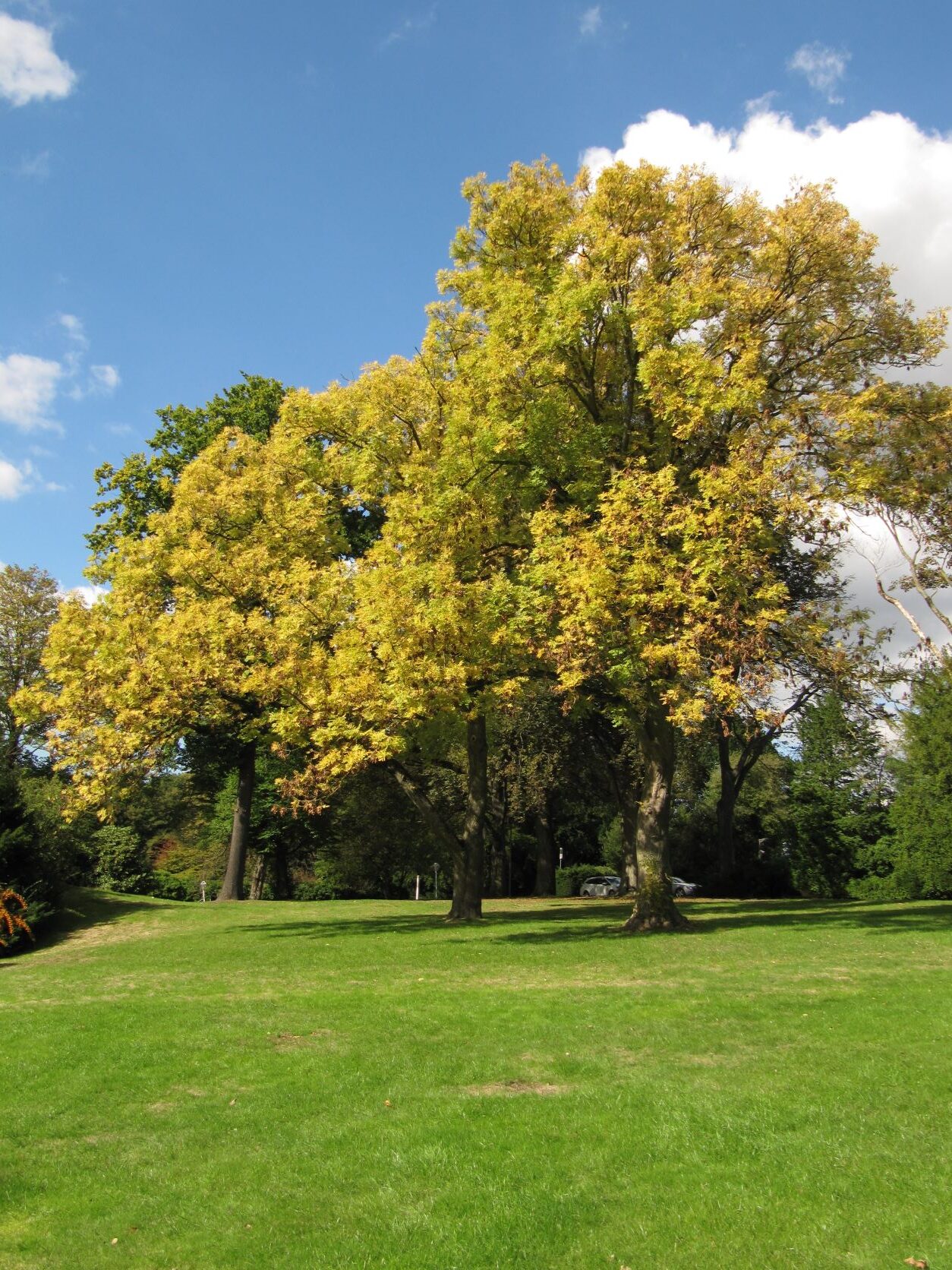 'Aurea' excelsior Fraxinus
