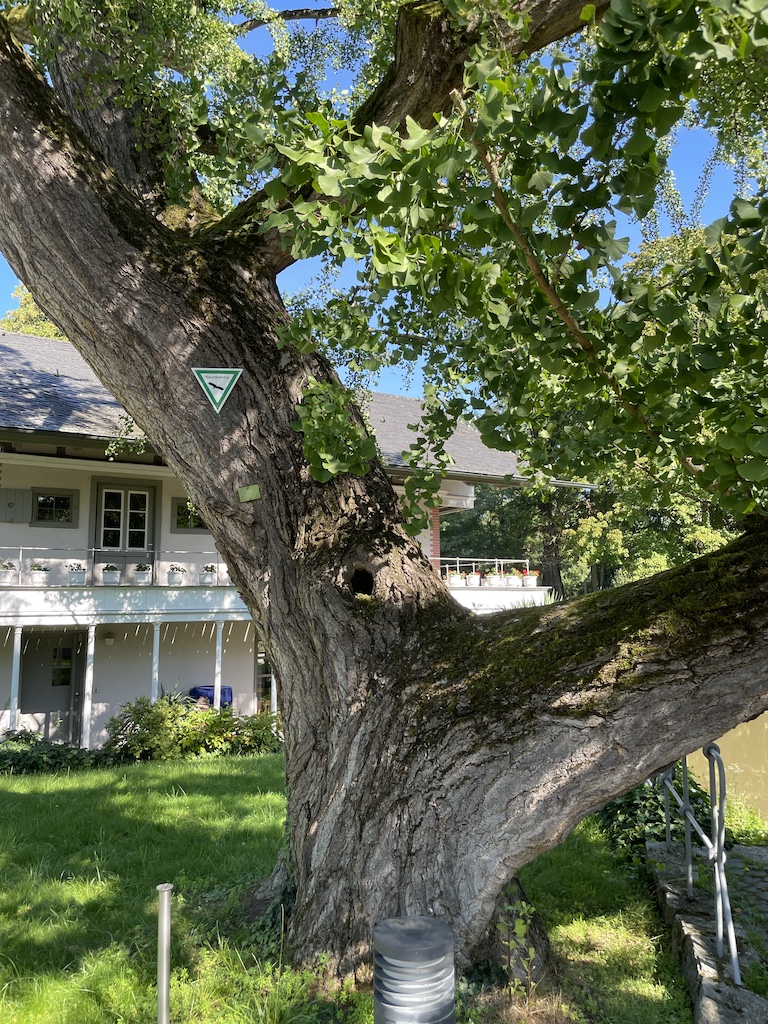 Ginkgo biloba - Frankfurt am Man - September 2023