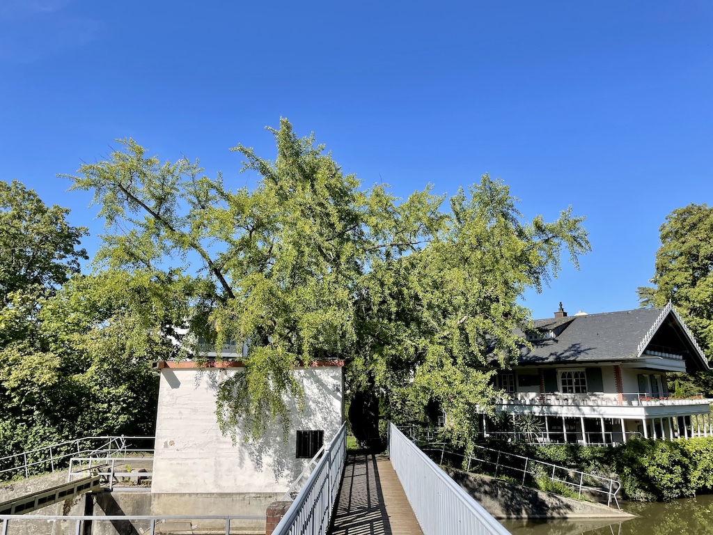 Ginkgo biloba - Frankfurt am Man - September 2023
