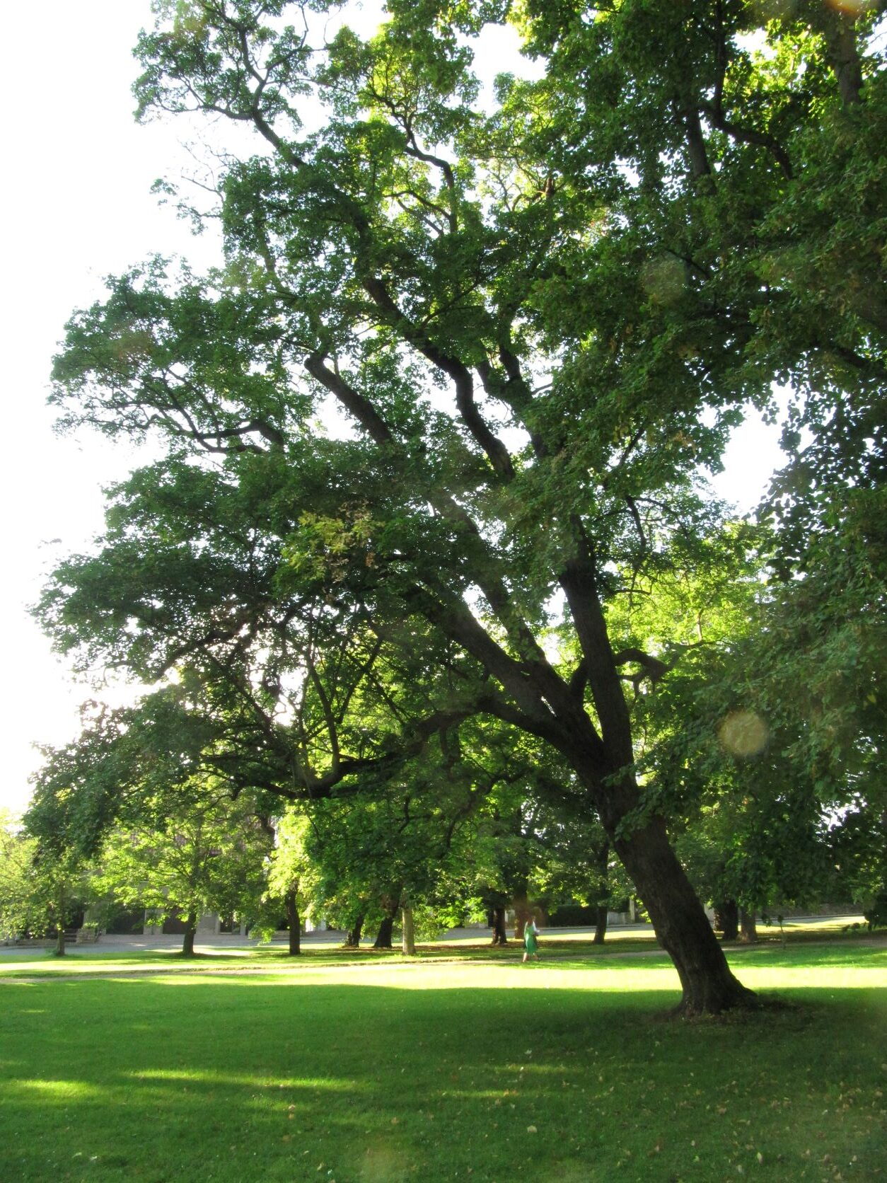 Acer campestre - Schlosspark Gotha - 2021