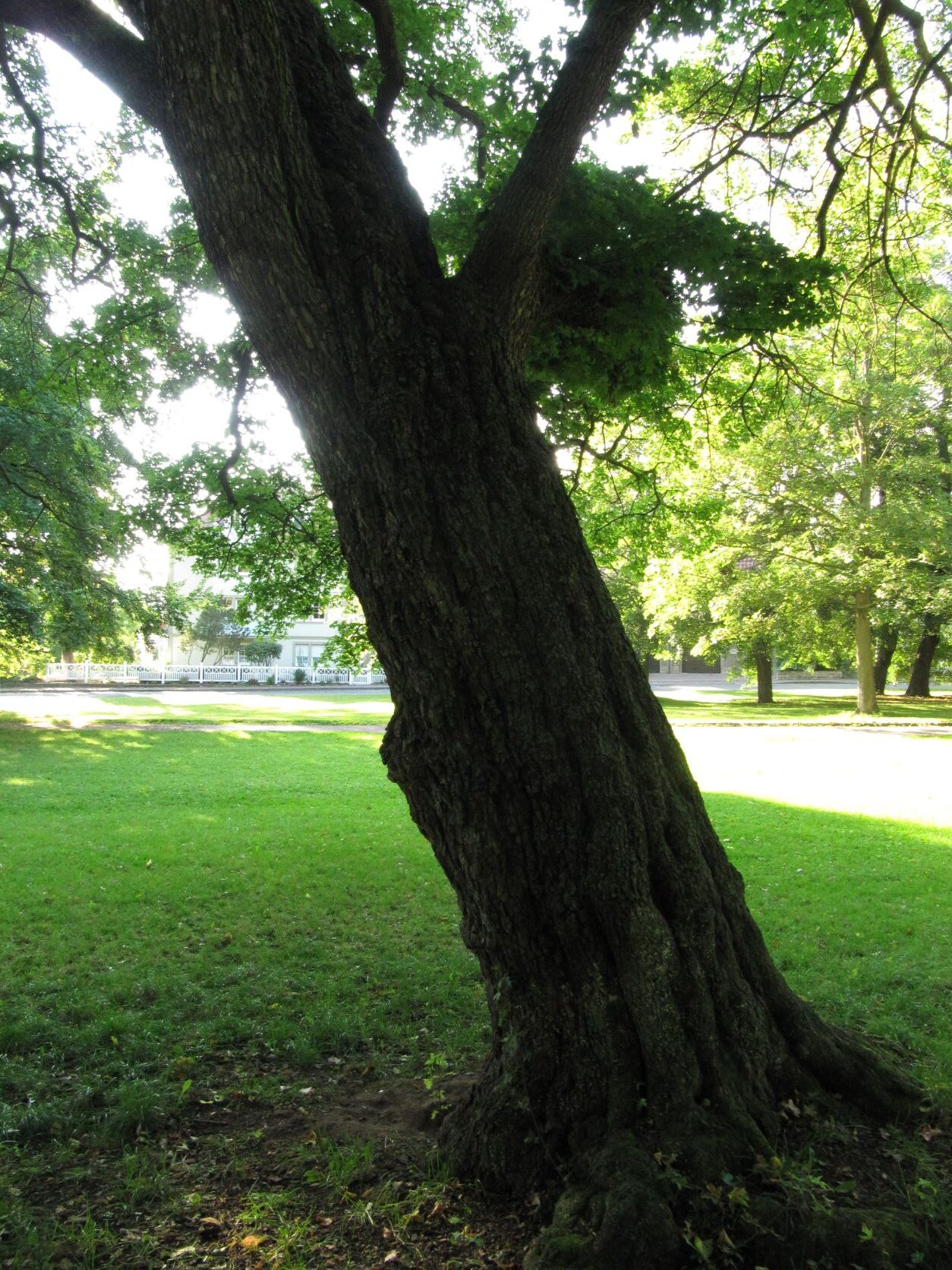 Acer campestre - Schlosspark Gotha - 2021