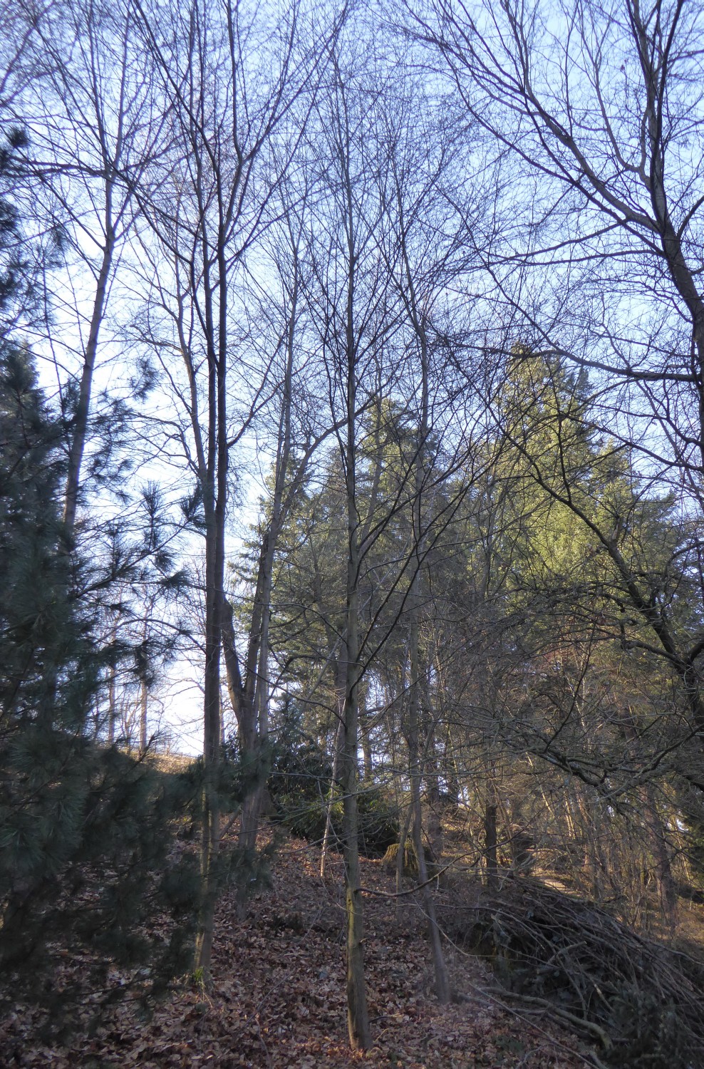 Betula f. uber lenta