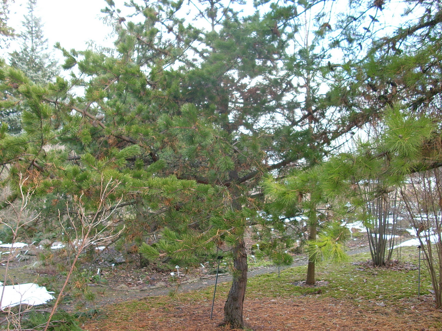 Pinus pungens