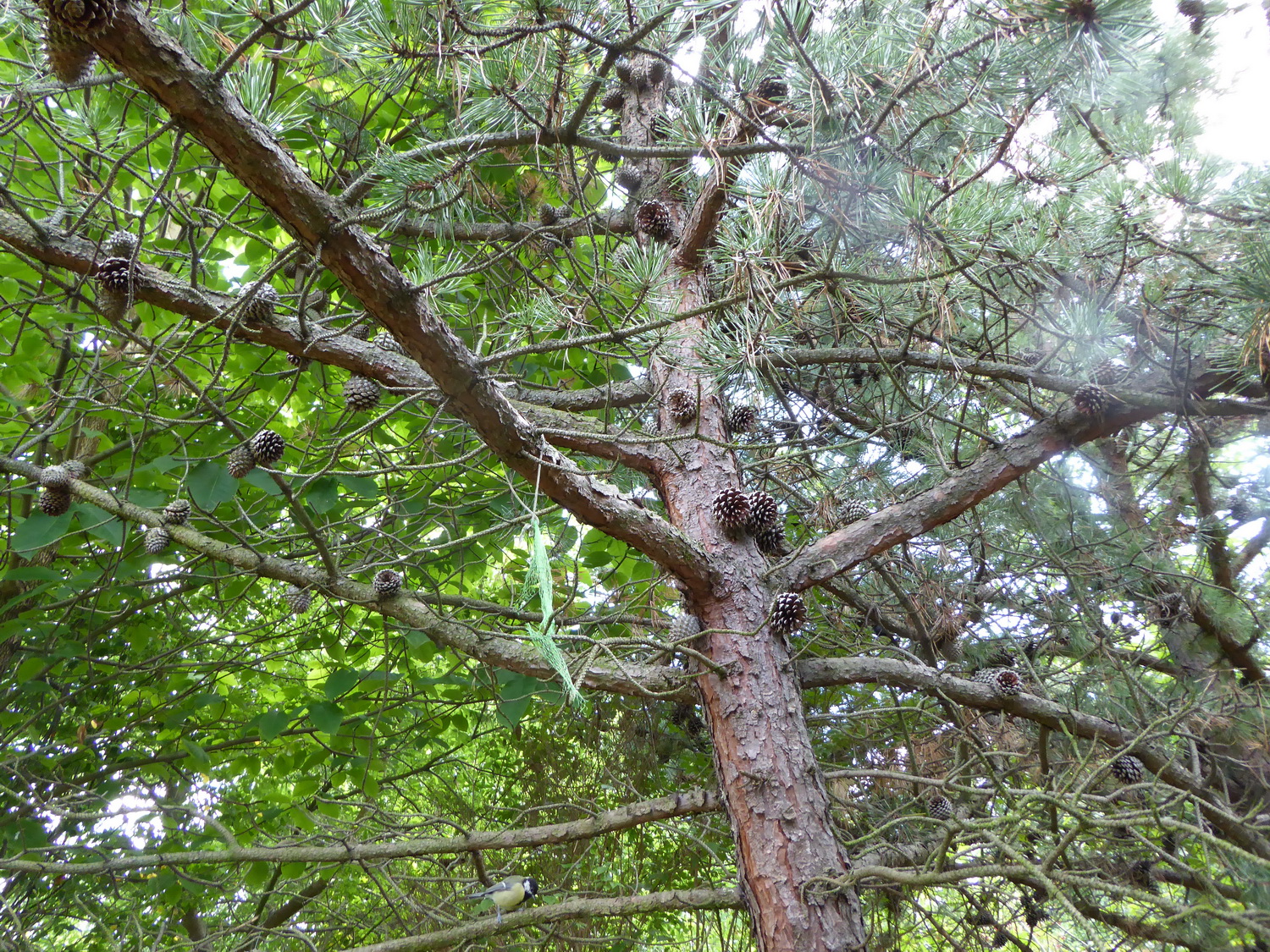 Pinus pungens - Dresden Botanischer Garten - 2015